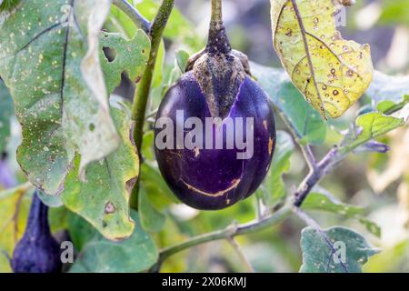 Eipflanze, Aubergine (Solanum melongena), reife Früchte auf der Pflanze Stockfoto