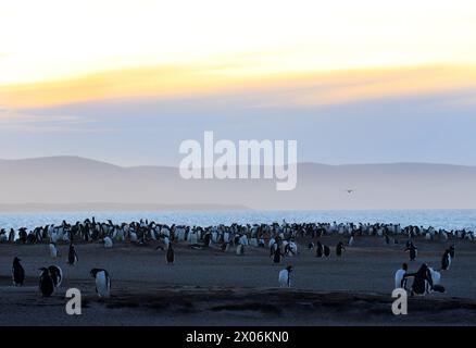 gentoo-Pinguin (Pygoscelis papua), Zuchtkolonie im Abendlicht, Argentinien, Falklandinseln, Saunders Island, Las Malvinas Stockfoto