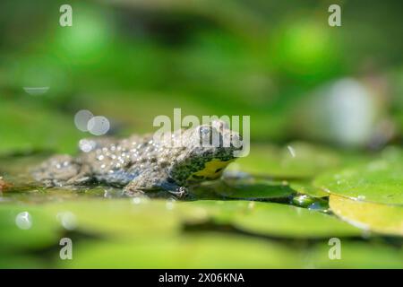 Gelbbauchkröte, Gelbbauchkröte, bunte Feuerkröte (Bombina variegata), sitzend auf einem Teichlilienblatt, Seitenansicht, Deutschland, Bayern Stockfoto