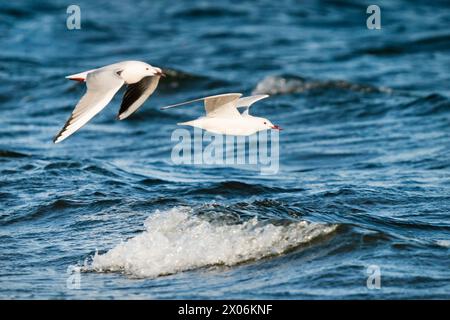 Schlangenmöwen (Larus genei, Chroicocephalus genei), zwei fliegende Schlangenmöwen am Mittelmeer, Seitenansicht, Spanien, Katalonien, Costa Stockfoto