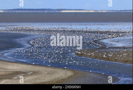 Schwarm im Wattenmeer, Leuchtturm auf Ameland im Hintergrund, Niederlande, Friesland Stockfoto