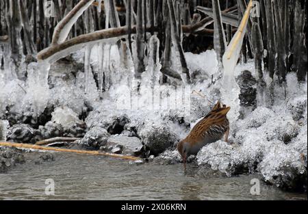 Wasserbahn (Rallus aquaticus), auf der Suche nach Nahrung im Schnee, Niederlande, de Biesbosch Nationalpark Stockfoto