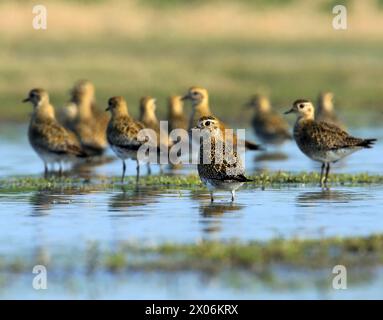 Europäischer Goldreher, Eurasischer Goldreher, Goldreher (pluvialis apricaria), Herde im Flachwasser, Niederlande Stockfoto