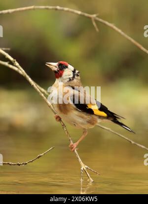 Eurasischer Goldfink (Carduelis carduelis), Balancierung auf einem Zweig, Niederlande Stockfoto