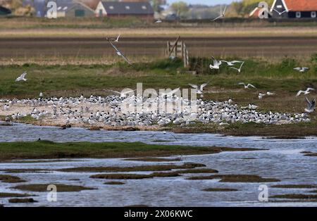 Sandwichseeschwalbe (Sterna sandvicensis, Thalasseus sandvicensis), Vogelkolonie am Ufer eines flachen Teichs, Niederlande, Texel Stockfoto