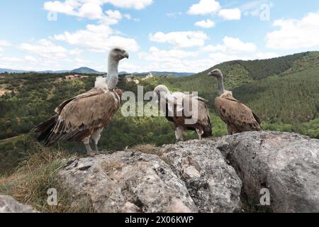 gyps fulvus (Gyps fulvus), Gänsegeier auf einem Berggipfel in Südfrankreich, Frankreich Stockfoto