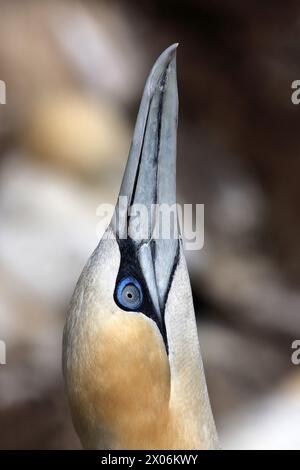 nördliche Tölpel (Sula bassana, Morus bassanus), Look up, Portrait, Vereinigtes Königreich, Schottland Stockfoto