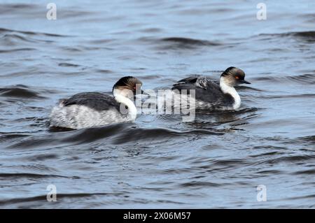 Silbergrebe (Podiceps occipitalis), Paar auf dem Wasser, einer mit Küken auf dem Rücken, Argentinien, Falklandinseln, Bleaker Island Stockfoto