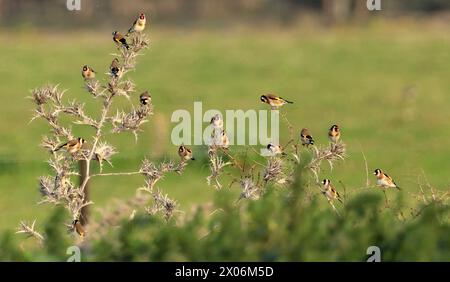 Eurasischer Goldfink (Carduelis carduelis), Herde auf einer Distel, Portugal Stockfoto