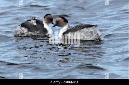 Silbergrebe (Podiceps occipitalis), Paar auf dem Wasser, einer mit Küken auf dem Rücken, Argentinien, Falklandinseln, Bleaker Island Stockfoto