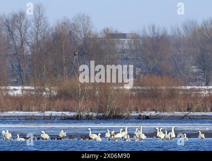 Bewick's Swan, Bewicks Swan (Cygnus bewickii, Cygnus columbianus bewickii), Schwäne schwimmen im Winter in einem noch nicht gefrorenen See, Niederlande, de Biesbos Stockfoto