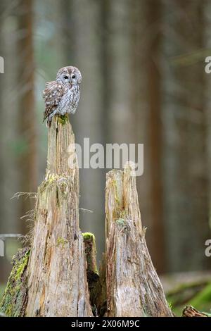 Eurasischer Tawny Eule (Strix aluco), auf einem gebrochenen Baumstamm, Deutschland, Bayern, Niederbayern, Niederbayern Stockfoto