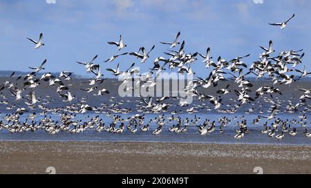 Laubente (Tadorna tadorna), Schwarm über dem Wattenmeer, Niederlande, Friesland Stockfoto