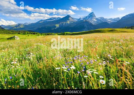 Wiesenkrane (Geranium pratense), blühende Bergwiese, Alp Flix, Schweiz, Graubünden Stockfoto