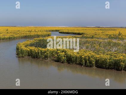 Sumpfragkraut, Nördliche Sumpfgrundel, Marsh fleabane, Marsh Flohkraut, Clustersumpfragkraut, Mastodonblüte (Tephroseris palustris, Senecio con Stockfoto