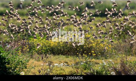 Haussperling (Passer domesticus), fliegender Herd, Abschnitt, Niederlande Stockfoto