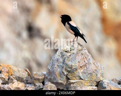 Rosafarbener Star (Pastor roseus, Sturnus roseus), auf einem Felsen in einem Steinbruch, rufend, Rumänien Stockfoto