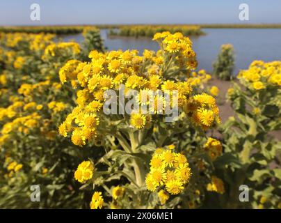 Sumpfragkraut, Nördliche Sumpfgrundel, Marsh fleabane, Marsh Flohkraut, Clustersumpfragkraut, Mastodonblüte (Tephroseris palustris, Senecio con Stockfoto