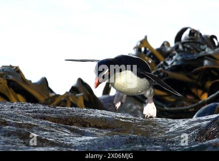 Rockhopper Penguin, Southern Rockhopper Pinguin (Eudyptes chrysocome), klettert einen sehr rutschigen Hang hinauf, Argentinien, Falklandinseln, Sea Lion Island Stockfoto