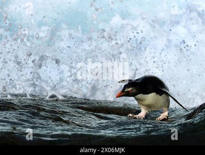 Rockhopper Penguin, Southern Rockhopper Pinguin (Eudyptes chrysocome), klettert einen sehr rutschigen Hang hinauf, Argentinien, Falklandinseln, Sea Lion Island Stockfoto