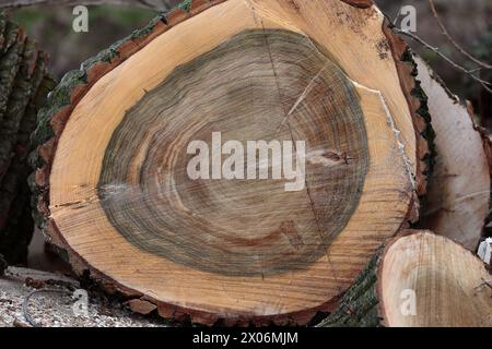 aspen, Pappel (Populus spec.), Jahresringe erzählen etwas über das Alter des gefällten Baumes in den Niederlanden Stockfoto