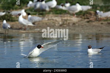 mittelmeermöwen (Ichthyaetus melanocephalus, Larus melanocephalus), zwei mittelmeermöwen, die in einem flachen Teich baden, Frankreich Stockfoto