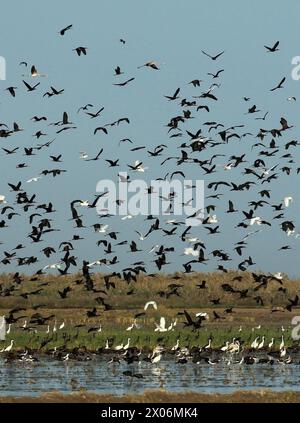 Hochglanz ibis (Plegadis falcinellus), riesige Herde im Coto Donana, Spanien, Andalusien, Coto de Donana Nationalpark Stockfoto