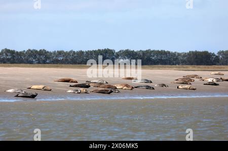 Seehunde (Phoca vitulina), bei Ebbe liegen Seehunde auf dem Sandboden., Niederlande, Westerschelde Stockfoto