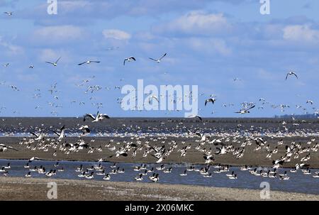 Laubente (Tadorna tadorna), Schwarm über dem Wattenmeer, Niederlande, Friesland Stockfoto