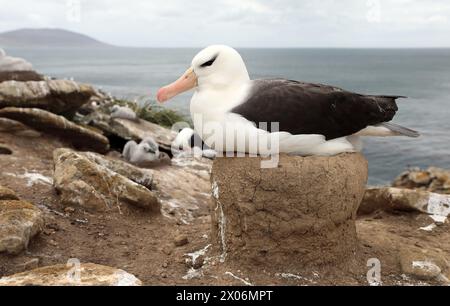 Schwarzbrauenalbatros (Thalassarche melanophris, Diomedea melanophris), Zucht, Argentinien, Falklandinseln, Saunders Island Stockfoto