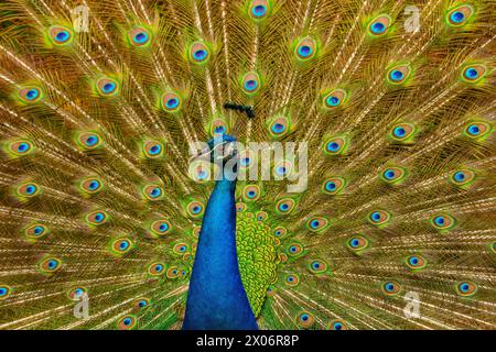 Ein eleganter männlicher Pfau in voller Ausstrahlung Stockfoto