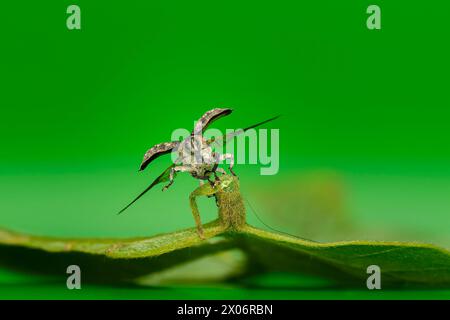 Feigenkraut Weevil - Cionus scrophulariae Makroaufnahme auf grünem Hintergrund Stockfoto