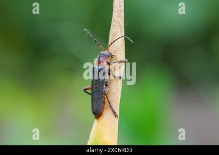 Ein rustikaler Seemannskäfer (Cantharis rustica), der auf einem Blatt ruht Stockfoto