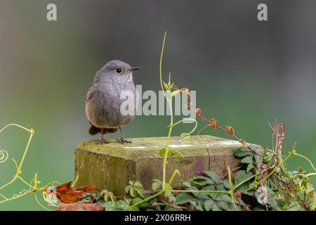 Plumbeous Water Redstart, Phoenicurus fuliginosus, Vogel auf einem Baum, Vogel auf einem Felsen, Stockfoto