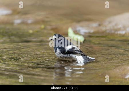 Kleiner Gabelschwanz, Enicurus scouleri Nahaufnahme eines Vogels auf einem Felsen in der Nähe des Wassers in den Bergen Taiwans Stockfoto