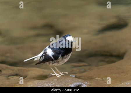 Kleiner Gabelschwanz, Enicurus scouleri Nahaufnahme eines Vogels auf einem Felsen in der Nähe des Wassers in den Bergen Taiwans Stockfoto