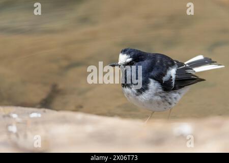 Kleiner Gabelschwanz, Enicurus scouleri Nahaufnahme eines Vogels auf einem Felsen in der Nähe des Wassers in den Bergen Taiwans Stockfoto