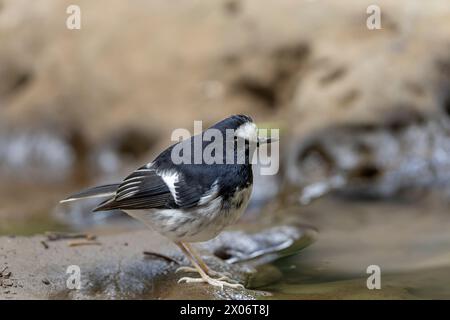 Kleiner Gabelschwanz, Enicurus scouleri Nahaufnahme eines Vogels auf einem Felsen in der Nähe des Wassers in den Bergen Taiwans Stockfoto