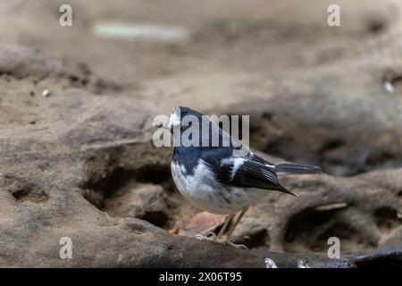 Kleiner Gabelschwanz, Enicurus scouleri Nahaufnahme eines Vogels auf einem Felsen in der Nähe des Wassers in den Bergen Taiwans Stockfoto