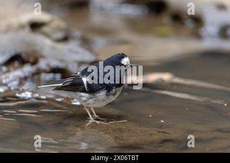 Kleiner Gabelschwanz, Enicurus scouleri Nahaufnahme eines Vogels auf einem Felsen in der Nähe des Wassers in den Bergen Taiwans Stockfoto