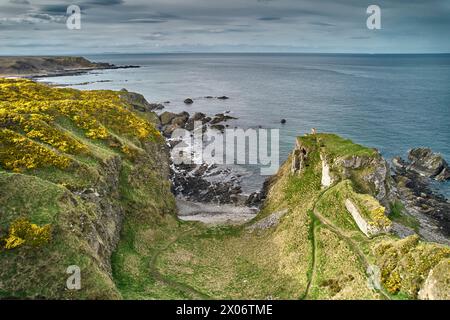 Findlater Castle Cullen Aberdeenshire felsige Küste gelbe Ginster Blumen und Ruinen auf einem schaumigen Vorgebirge Stockfoto