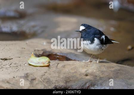 Kleiner Gabelschwanz, Enicurus scouleri Nahaufnahme eines Vogels auf einem Felsen in der Nähe des Wassers in den Bergen Taiwans Stockfoto