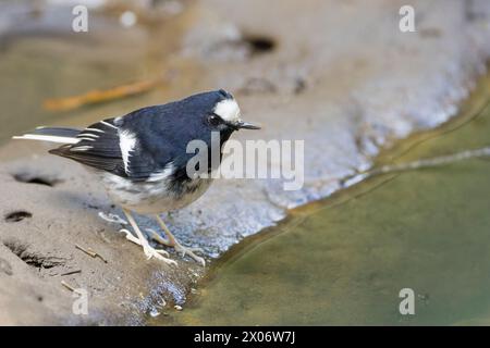 Kleiner Gabelschwanz, Enicurus scouleri Nahaufnahme eines Vogels auf einem Felsen in der Nähe des Wassers in den Bergen Taiwans Stockfoto