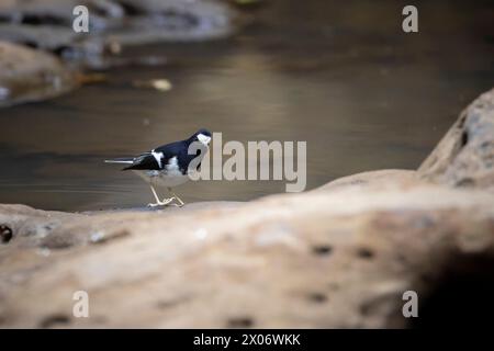 Kleiner Gabelschwanz, Enicurus scouleri Nahaufnahme eines Vogels auf einem Felsen in der Nähe des Wassers in den Bergen Taiwans Stockfoto