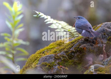 Plumbeous Water Redstart, Phoenicurus fuliginosus, Vogel auf einem Baum, Vogel auf einem Felsen, Stockfoto