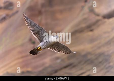 Wanderfalke, Falco peregrinus im Flug, Raptor in Taiwan im Flug neben einer Klippe Stockfoto