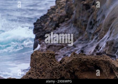 Pazifischer Riffreiher, der auf einem Felsen im Ozean in Taiwan sitzt Stockfoto