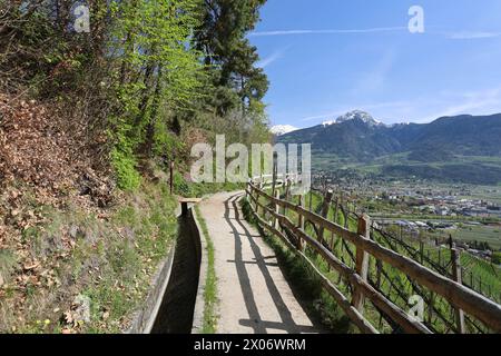 Marling, Südtirol, Italien 07. April 2024: Ein Frühlingstag bei Marling, hier am Marlinger Waalweg bei Meran. Hier der Blick auf den Wanderweg, Tourismus, wandern, spazieren, Ausblick, Panorama, wärme, im Hintergrund der Ifinger *** Marling, Südtirol, Italien 07 April 2024 Ein Frühlingstag bei Marling, hier auf dem Marlinger Waalweg bei Meran hier der Blick auf den Wanderweg, Tourismus, Wandern, Wandern, Aussicht, Panorama, Wärme, im Hintergrund der Ifinger Stockfoto