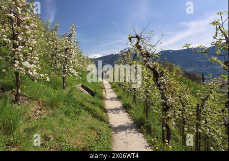 Marling, Südtirol, Italien 07. April 2024: Ein Frühlingstag bei Marling, hier am Marlinger Waalweg bei Meran. Hier der Blick auf blühende Apfelbäume, Blüte, Obstwiese, Apfelblüte, Blütenmeer, Duft, Geruch, Tourismus, wandern, spazieren, Ausblick, Panorama, wärme *** Marling, Südtirol, Italien 07 April 2024 Ein Frühlingstag bei Marling, hier auf dem Marlinger Waalweg bei Meran hier der Blick auf blühende Apfelbäume, Blüten, Obstgärten, Apfelblüten, Blütenmeer, Geruch, Geruch, Tourismus, Wandern, Wandern, Wandern, Aussicht, Panorama, Wärme Stockfoto