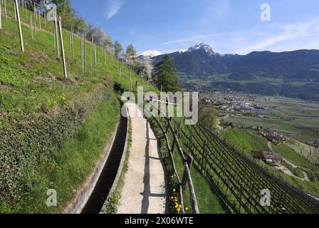 Marling, Südtirol, Italien 07. April 2024: Ein Frühlingstag bei Marling, hier am Marlinger Waalweg bei Meran. Hier der Blick auf blühende Apfelbäume, Blüte, Obstwiese, Apfelblüte, Blütenmeer, Duft, Geruch, Tourismus, wandern, spazieren, Ausblick, Panorama, wärme Stockfoto